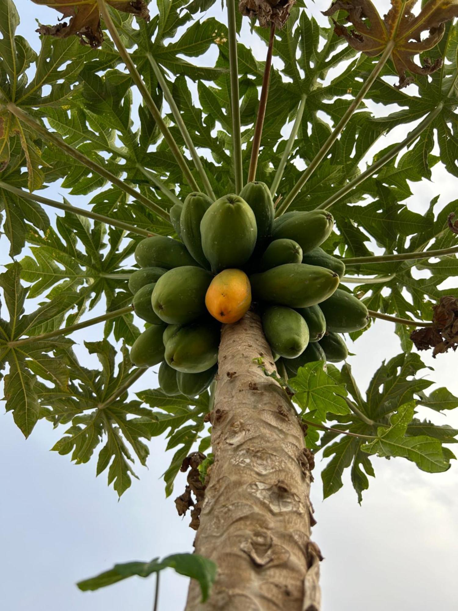 ארונה Casa Rural El Pasil מראה חיצוני תמונה